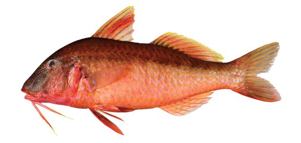 trout